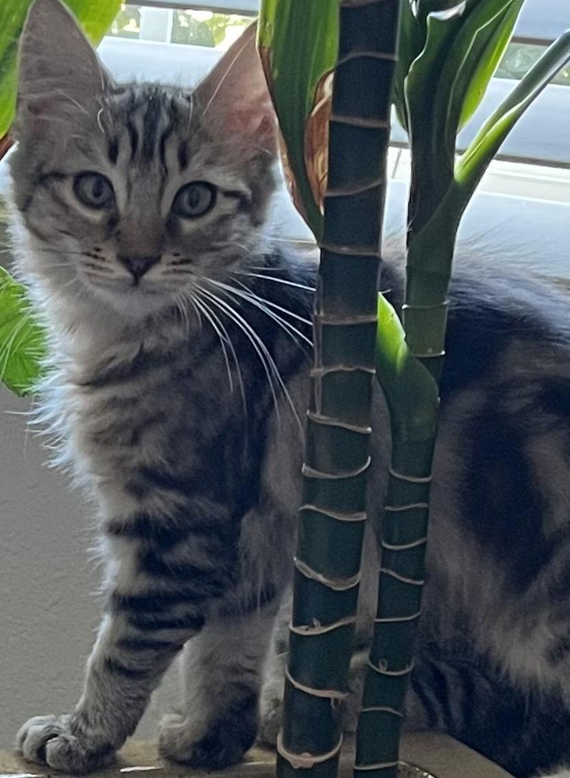 Madeleine, a Adoptable mixed breed in Antioch, CA image 3/3