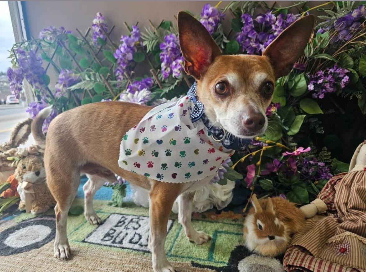 Chico, Adopted, Adult Male Chihuahua.