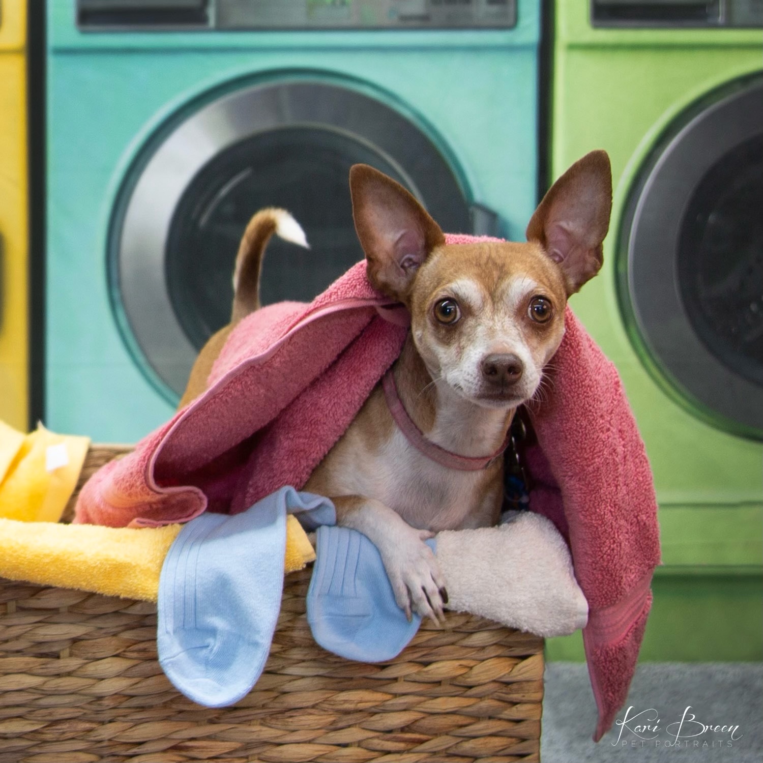 Chico, Adopted, Adult Male Chihuahua.