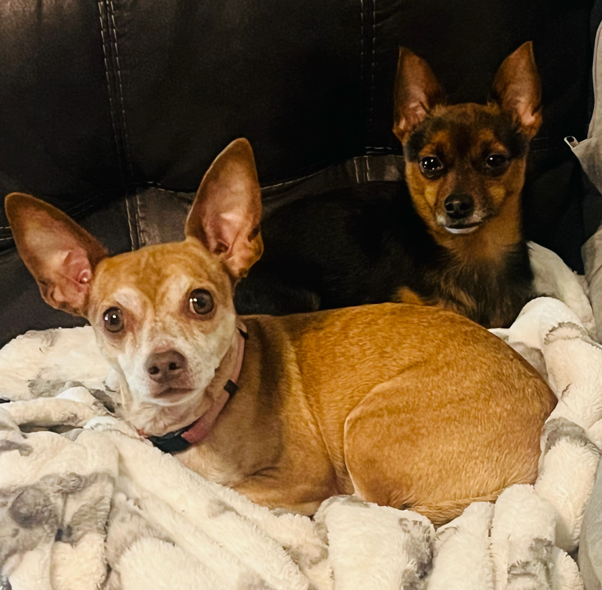 Chico, a Adopted Chihuahua in Irwin, PA image 5/6