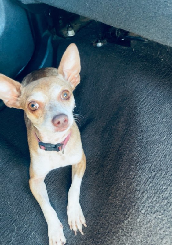 Chico, a Adopted Chihuahua in Irwin, PA image 6/6