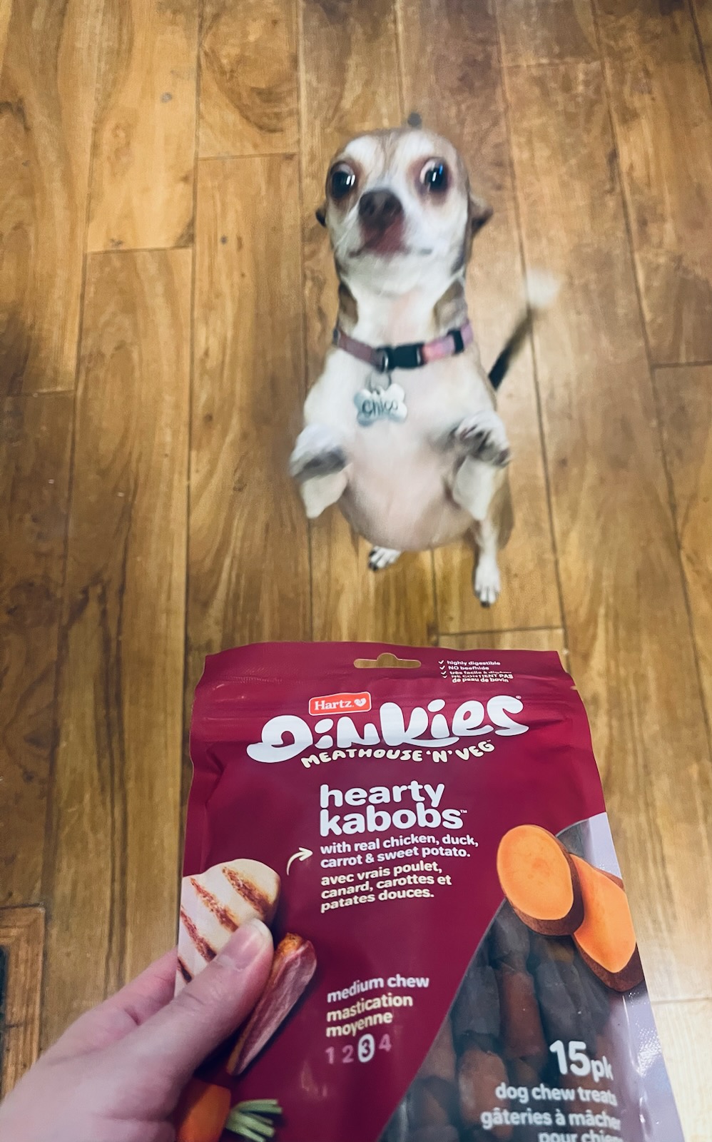 Chico, a Adopted Chihuahua in Irwin, PA image 4/6