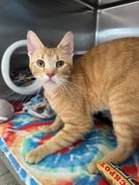 Echo, ADOPTABLE, Adult Male Domestic Short Hair.