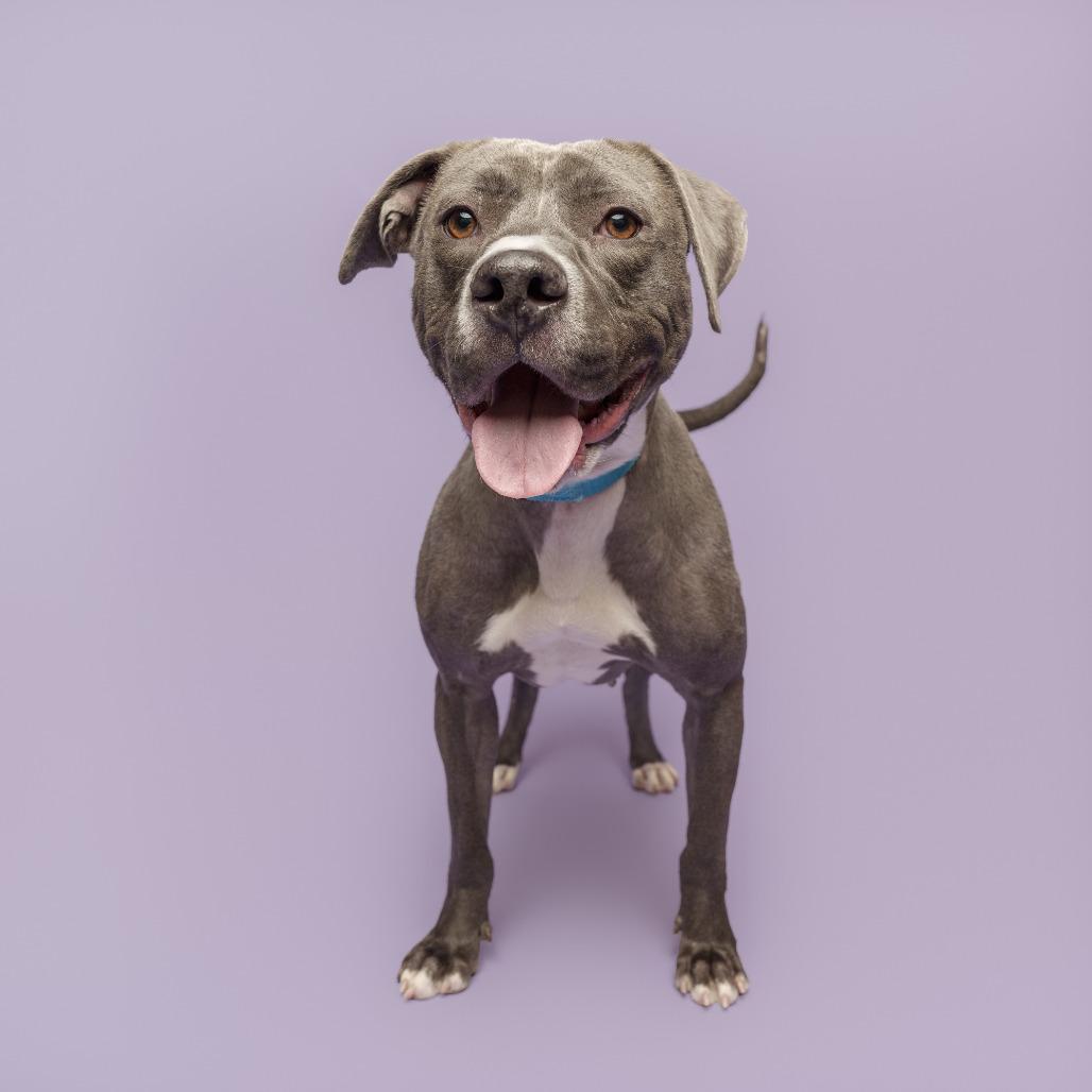 Tiana, Adoptable, Adult Female Mixed Breed.