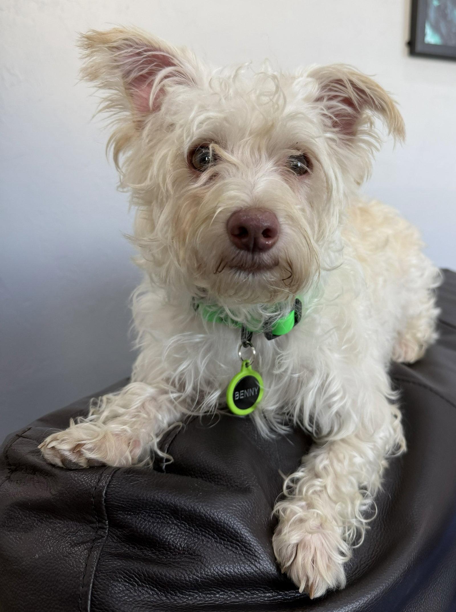 Benny, Adoptable, Adult Male Terrier.