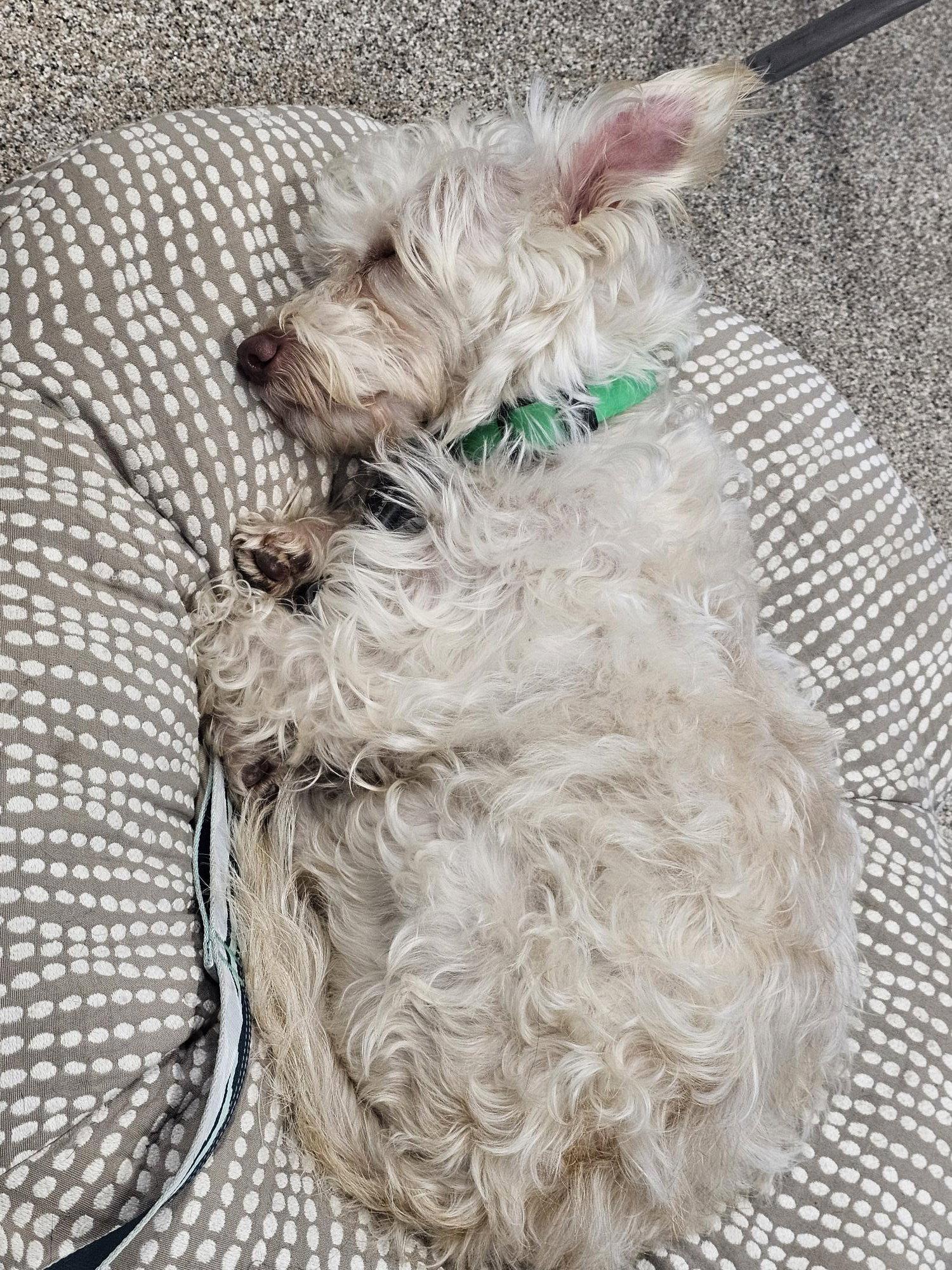 Enlarge Benny, a Adoptable Terrier in Evergreen, CO image 2/3