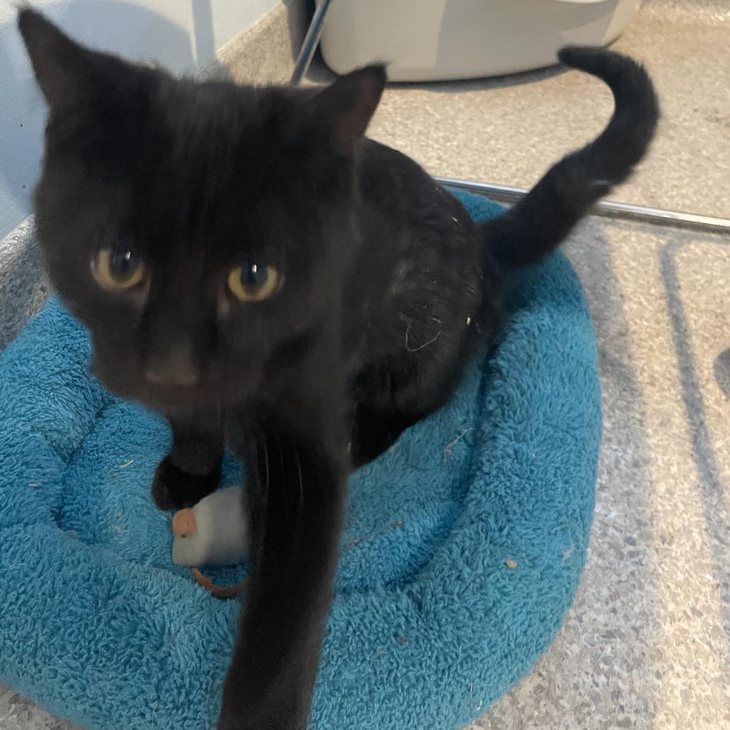 Yappers, a Adoptable Domestic Short Hair in Rossville, GA image 4/5