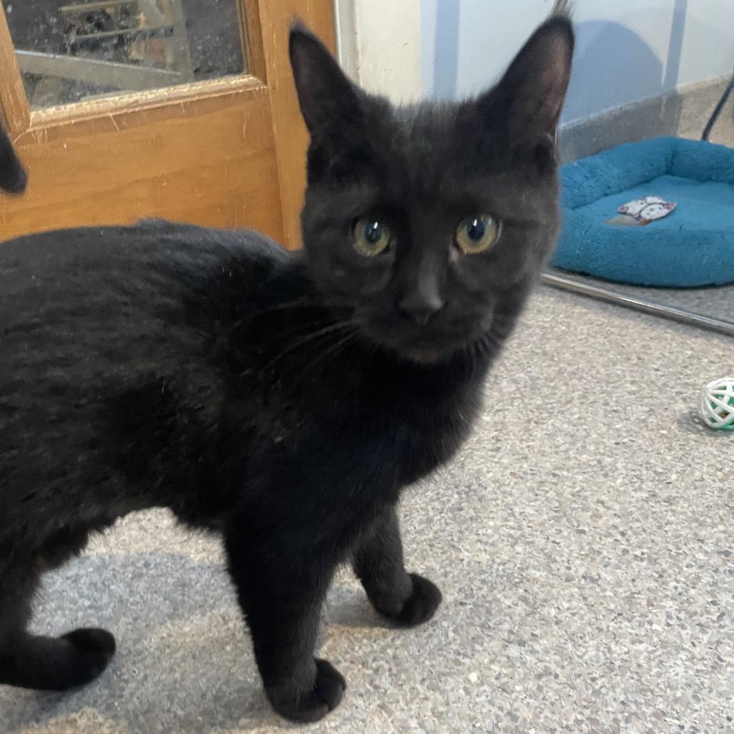 Yappers, a Adoptable Domestic Short Hair in Rossville, GA image 5/5