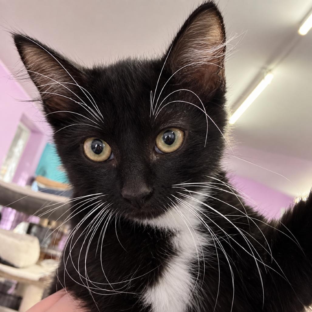 Enlarge 9 to 5, a Adoptable Domestic Medium Hair in Boerne, TX image 1/1