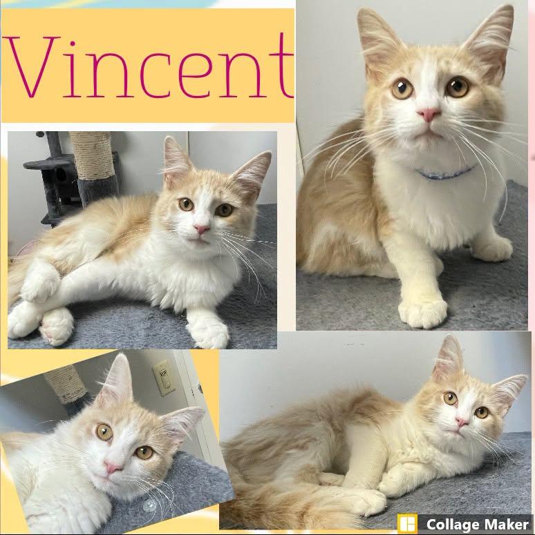 Vincent, Adopted, Young Male Domestic Medium Hair.