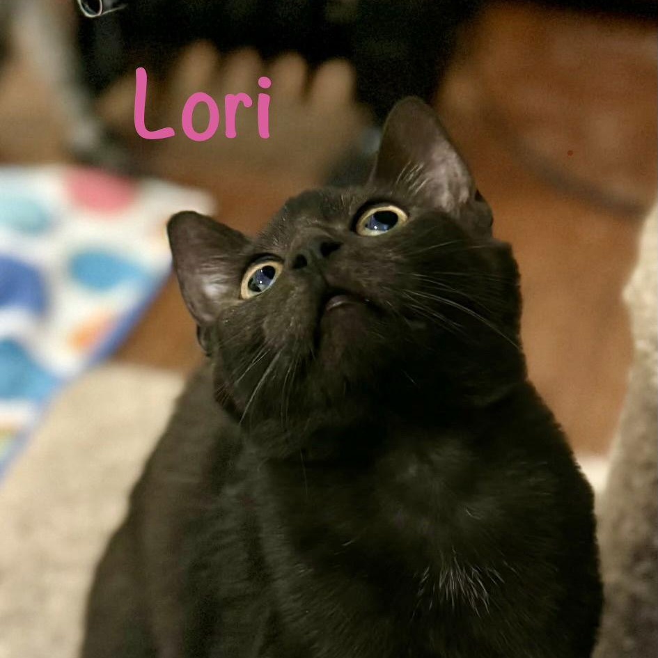 Lori, a Adoptable Domestic Short Hair in Reston, VA image 3/3