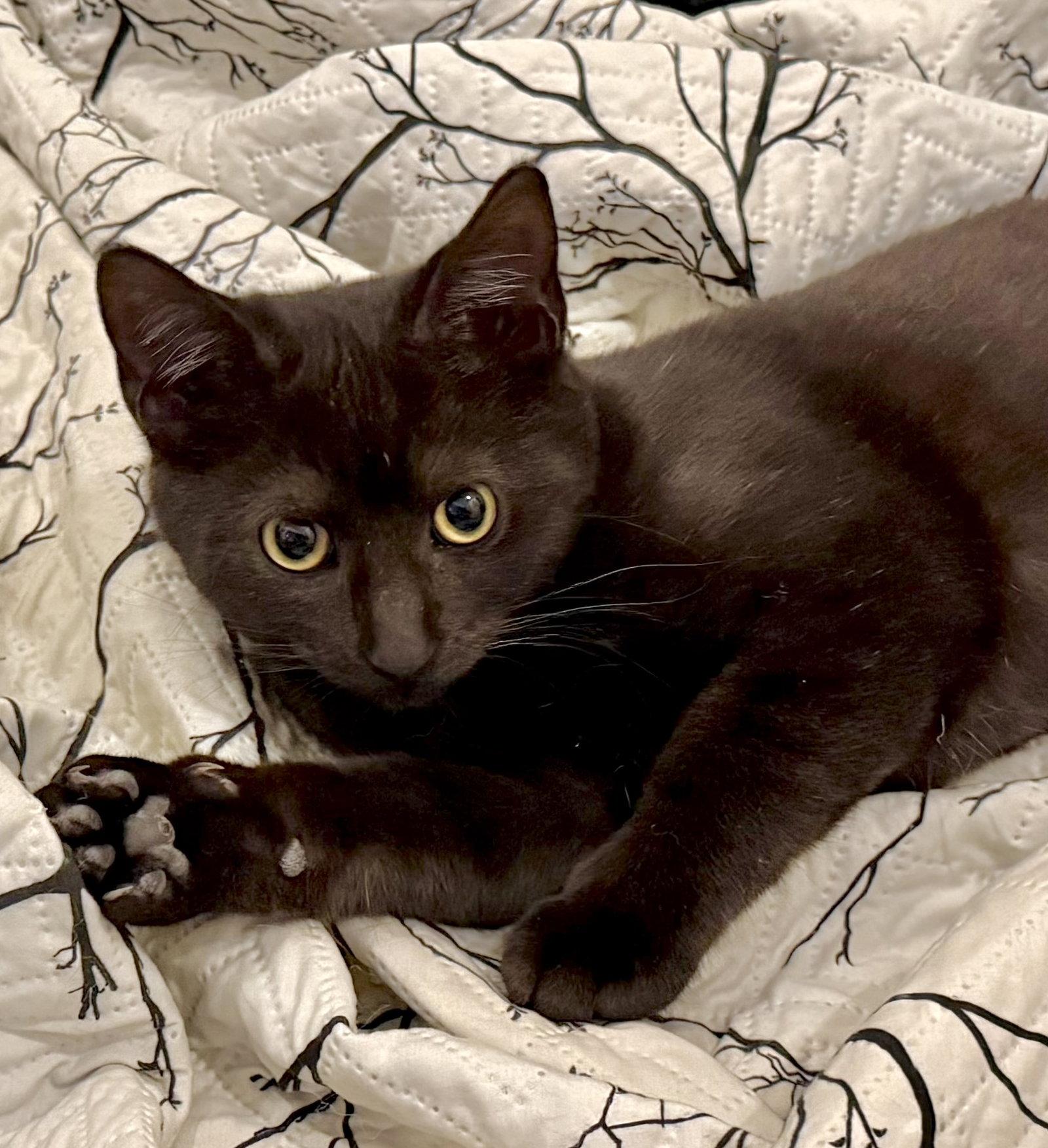 Lori, a Adoptable Domestic Short Hair in Reston, VA image 1/3