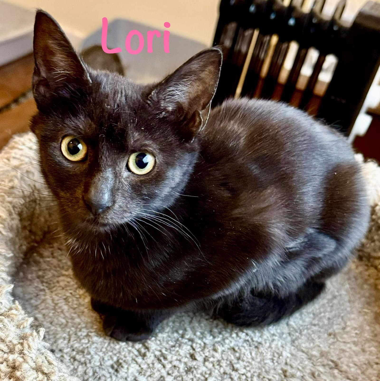Lori, Adoptable, Kitten Female Domestic Short Hair.