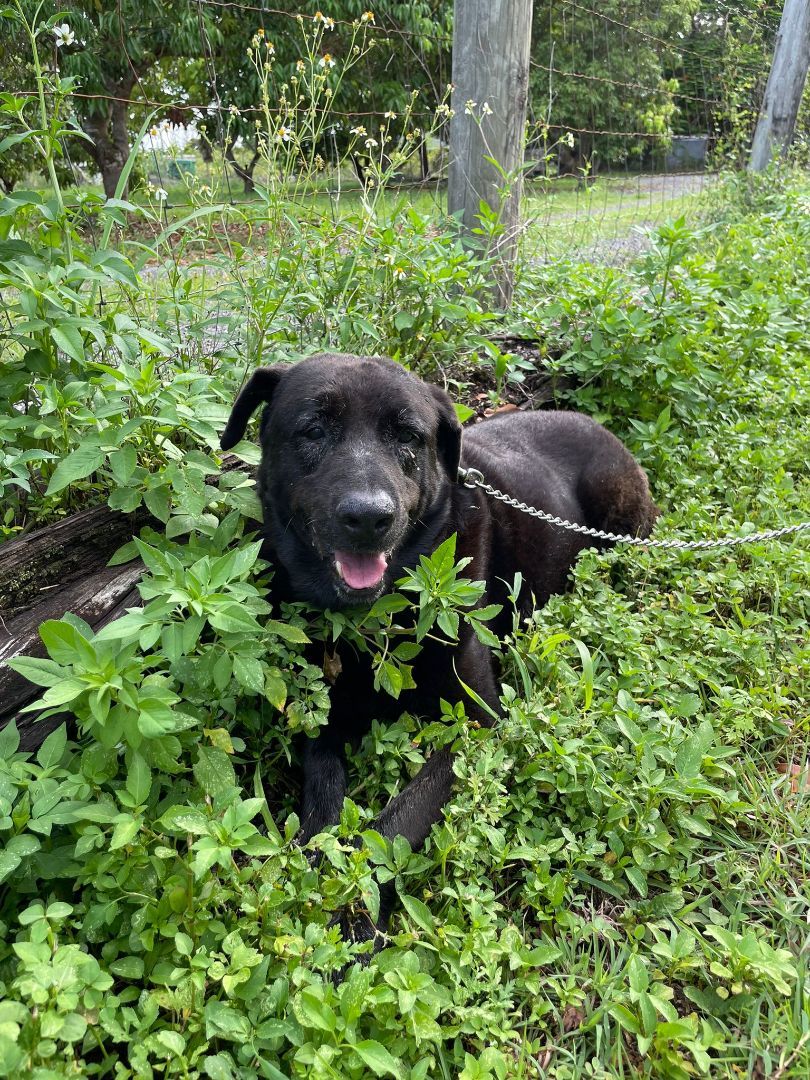 Richard, a Adoptable mixed breed in Miami, FL image 1/2