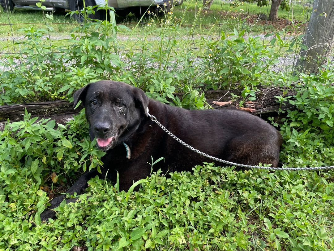 Richard, an adoptable Labrador Retriever in Miami, FL, 33157 | Photo Image 2