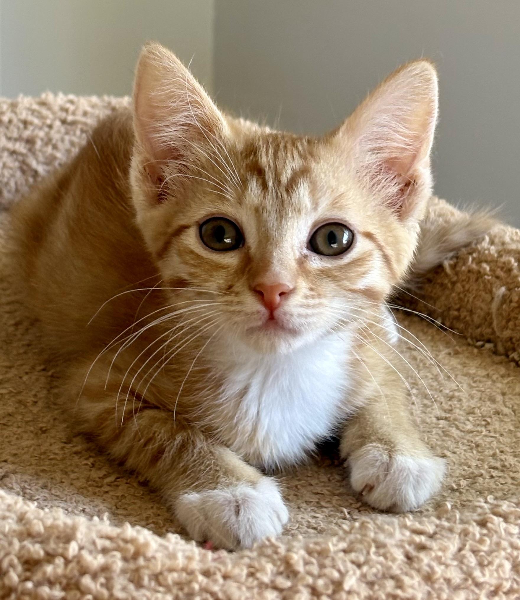 Chili Pepper, ADOPTABLE, Kitten Female Domestic Short Hair.