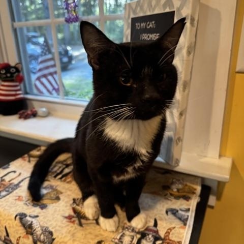 Enlarge Chicken - Pending Adoption, a Adopted Domestic Short Hair in Rochester, MA image 3/6
