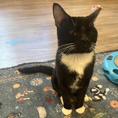 Enlarge Chicken - Pending Adoption, a Adopted Domestic Short Hair in Rochester, MA image 4/6