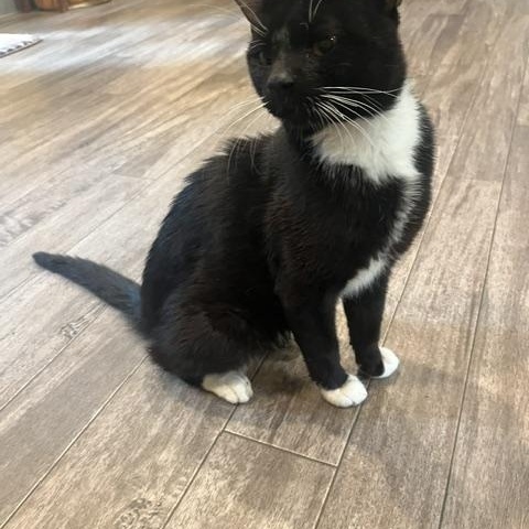 Enlarge Chicken - Pending Adoption, a Adopted Domestic Short Hair in Rochester, MA image 5/6