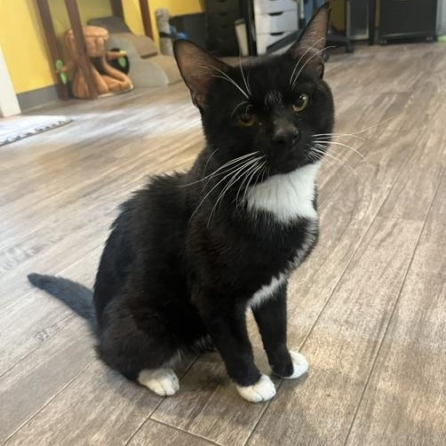 Chicken - Pending Adoption, Adopted, Young Male Domestic Short Hair.