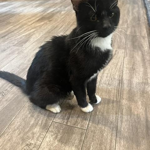 Enlarge Chicken - Pending Adoption, a Adopted Domestic Short Hair in Rochester, MA image 6/6