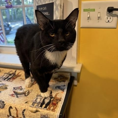 Enlarge Chicken - Pending Adoption, a Adopted Domestic Short Hair in Rochester, MA image 2/6