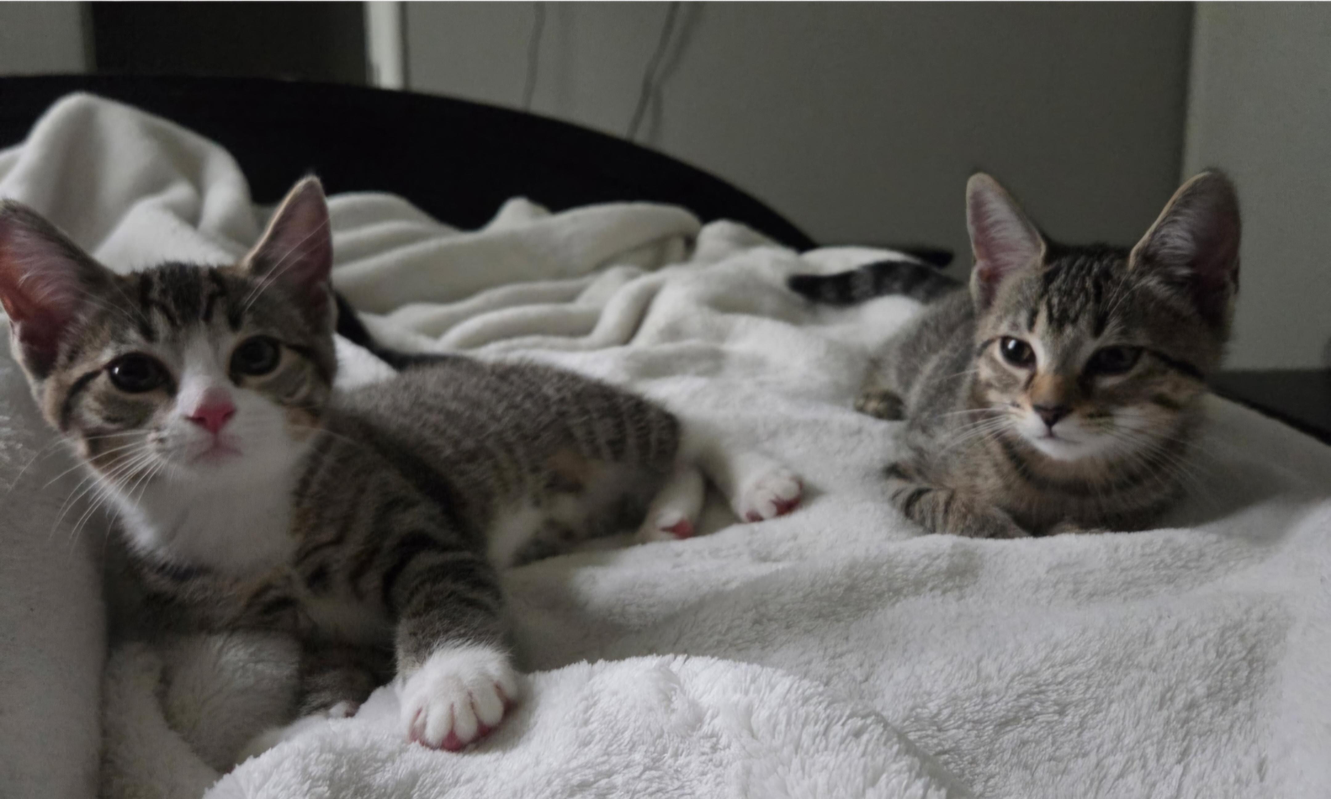 Hela, an adopted mixed breed in Nashville, TN image 6/6