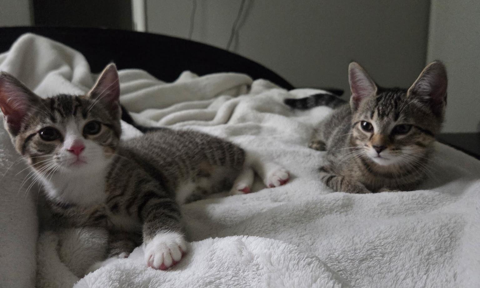 Hela and Sif, a Adoptable mixed breed in Nashville, TN image 6/6