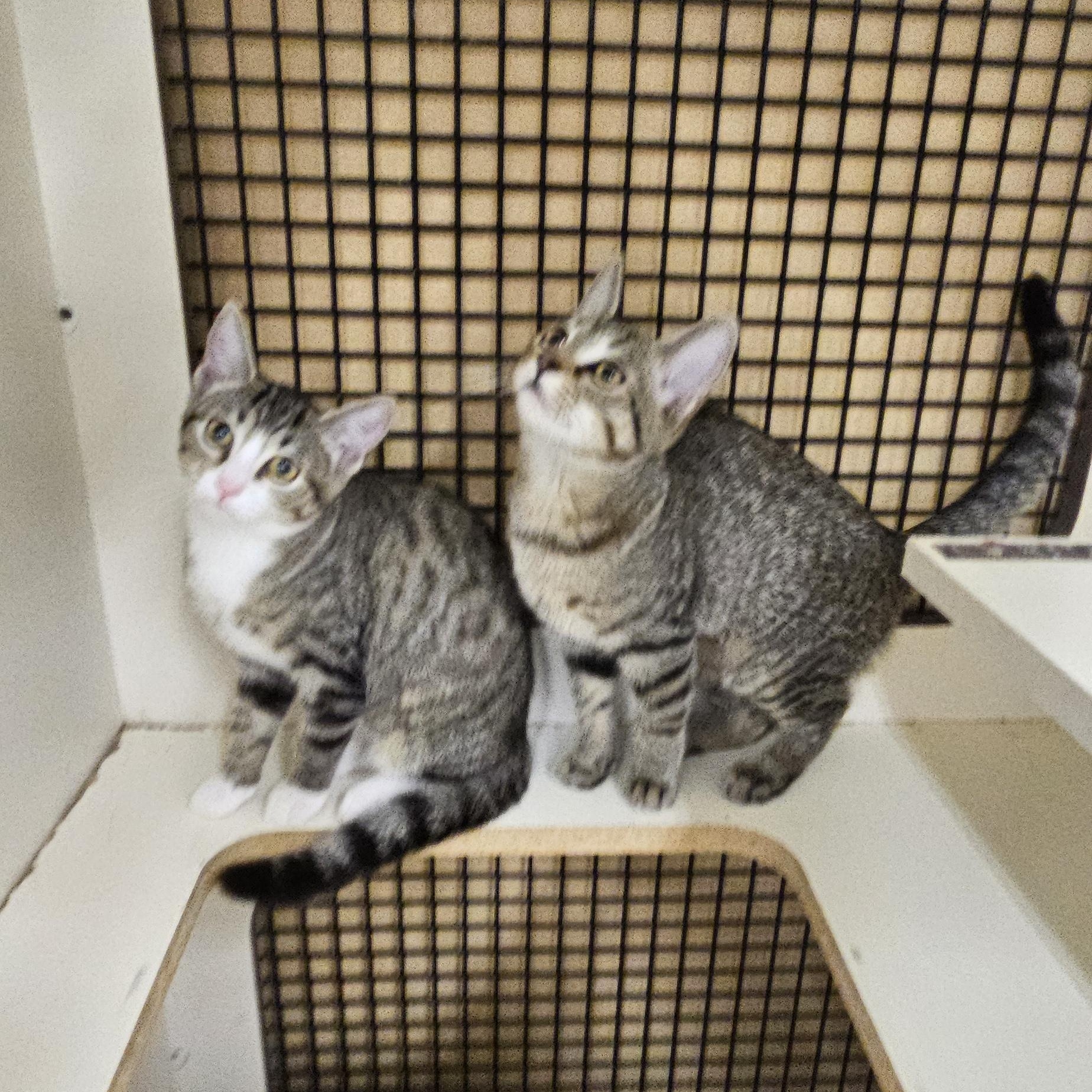 Hela and Sif, a Adoptable mixed breed in Nashville, TN image 5/6