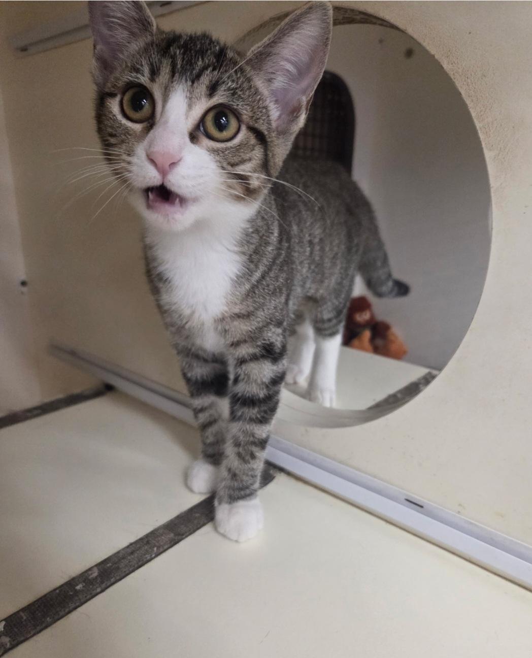 Hela, an adopted mixed breed in Nashville, TN image 4/6
