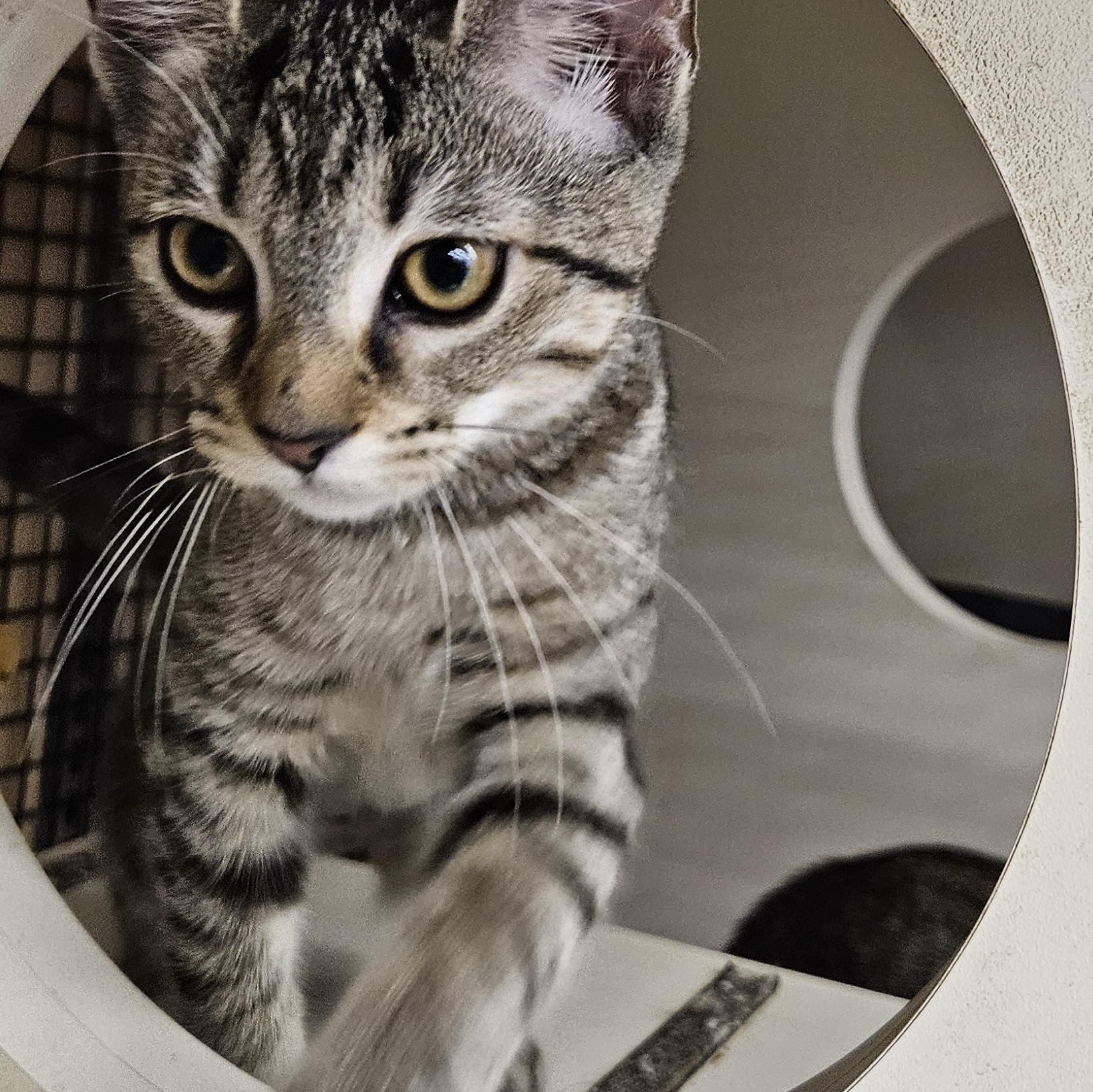Hela and Sif, a Adoptable mixed breed in Nashville, TN image 2/6