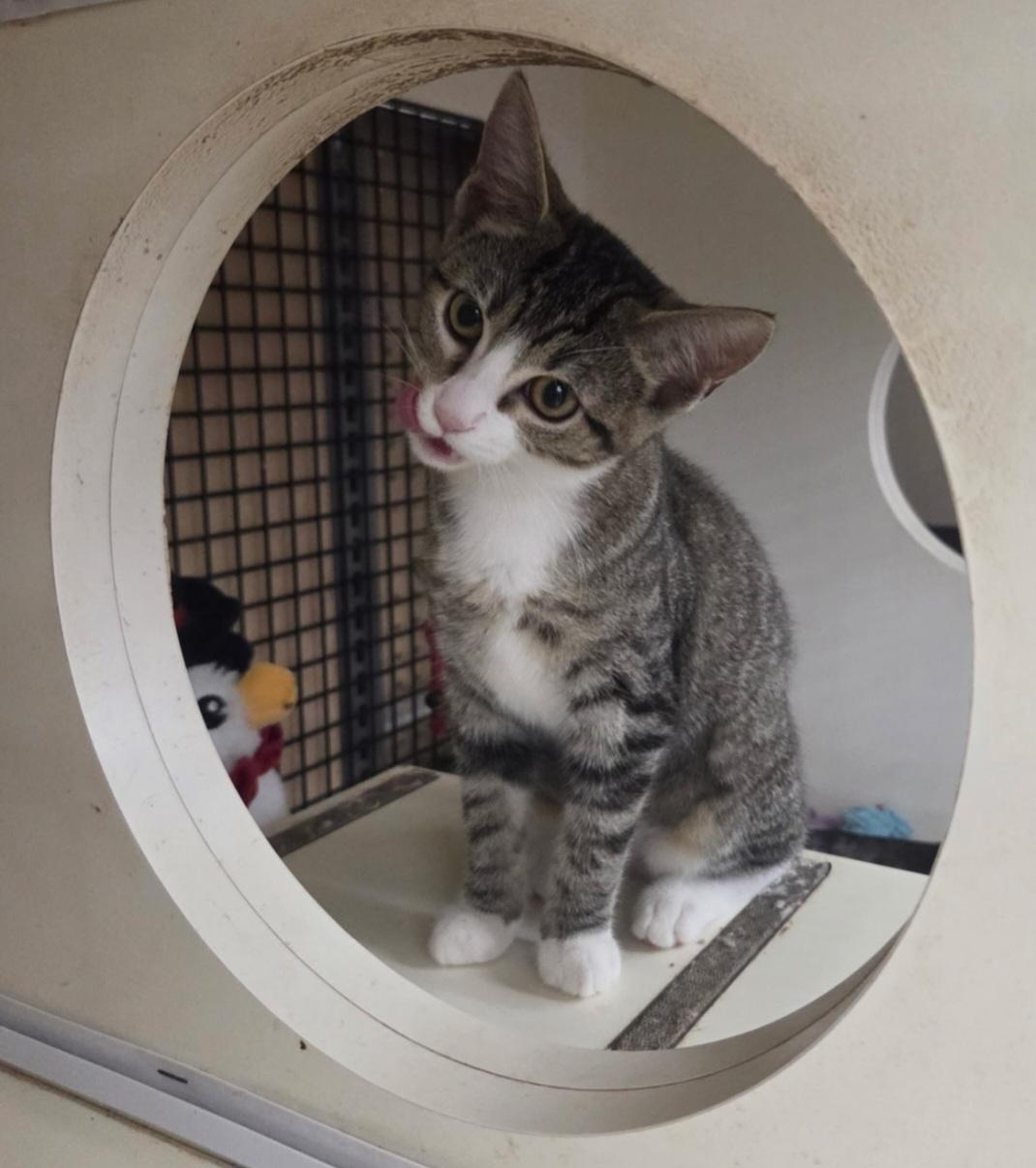 Hela, an adopted mixed breed in Nashville, TN image 3/6