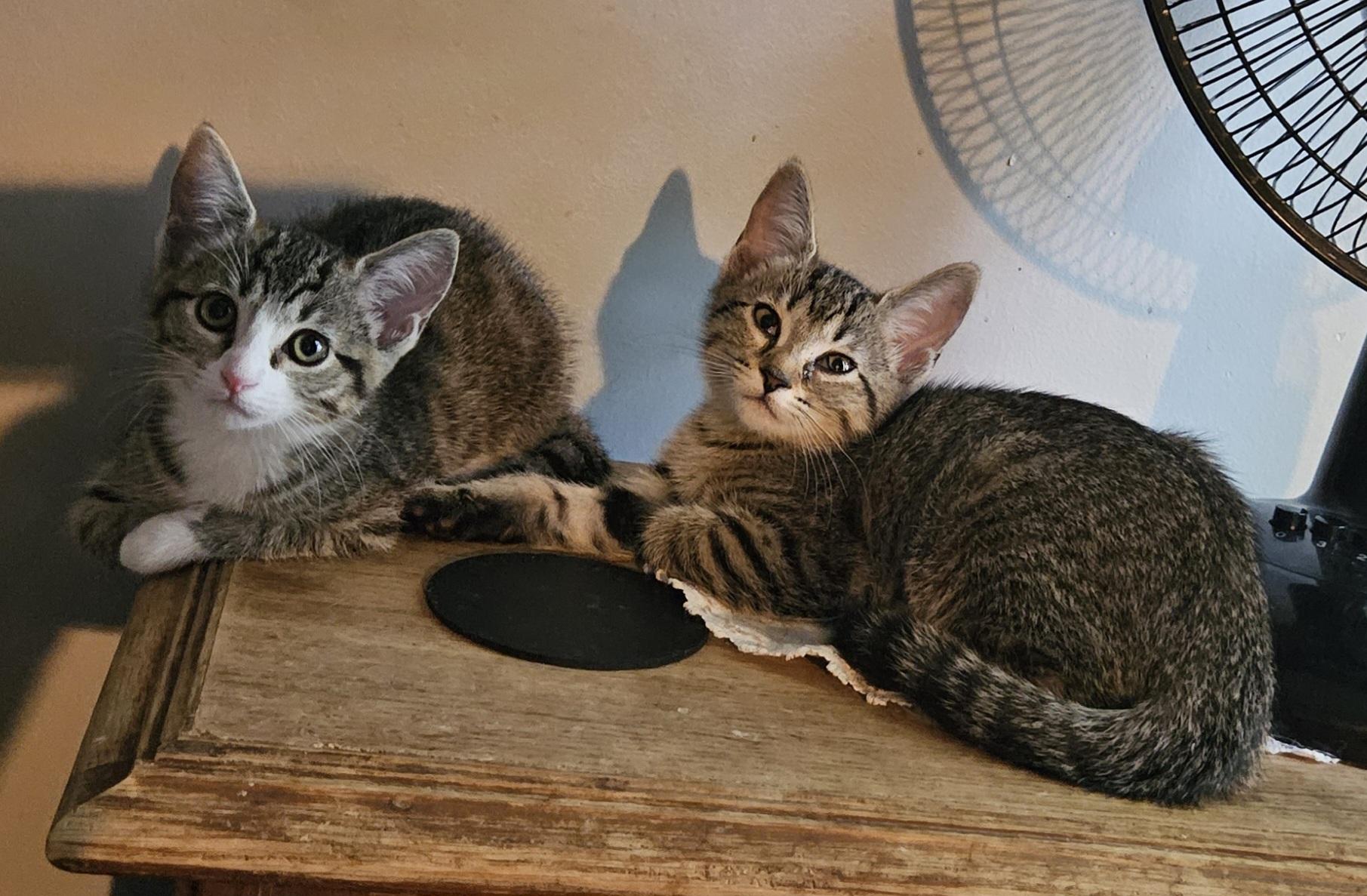 Hela and Sif, a Adoptable mixed breed in Nashville, TN image 3/6