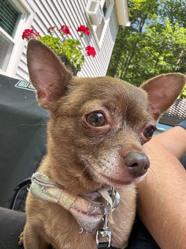 Enlarge Bean, an adopted Chihuahua in Sandown, NH image 1/3