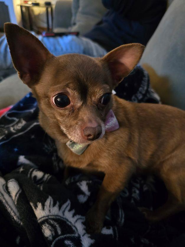 Enlarge Bean, an adopted Chihuahua in Sandown, NH image 2/3