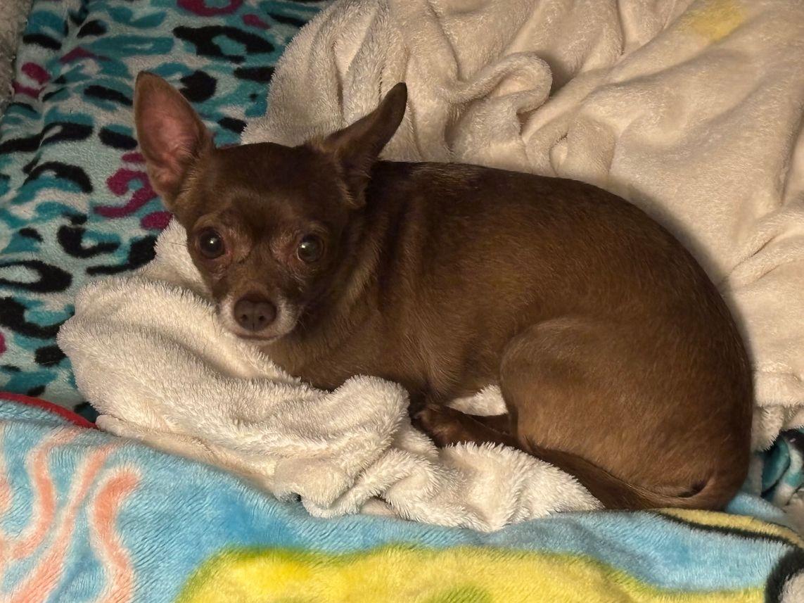 Enlarge Bean, an adopted Chihuahua in Sandown, NH image 3/3