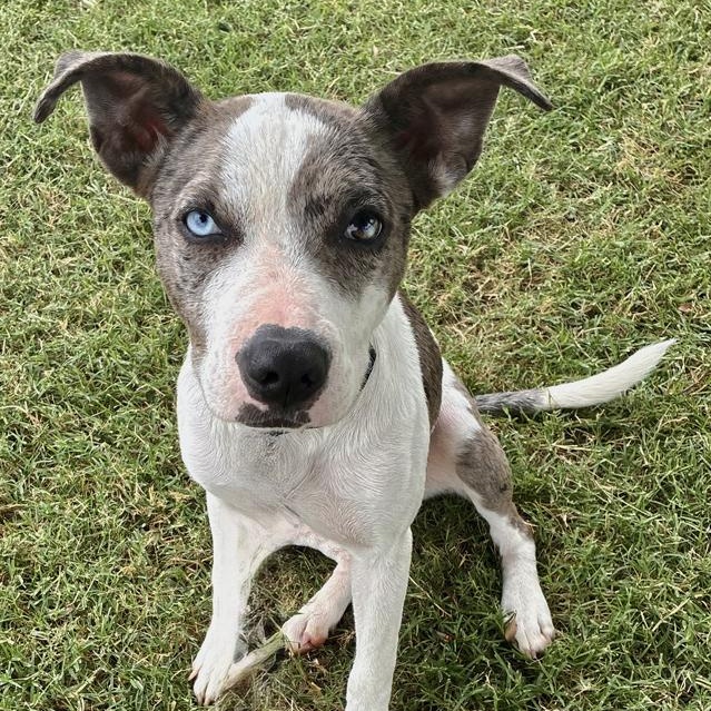 CiCi