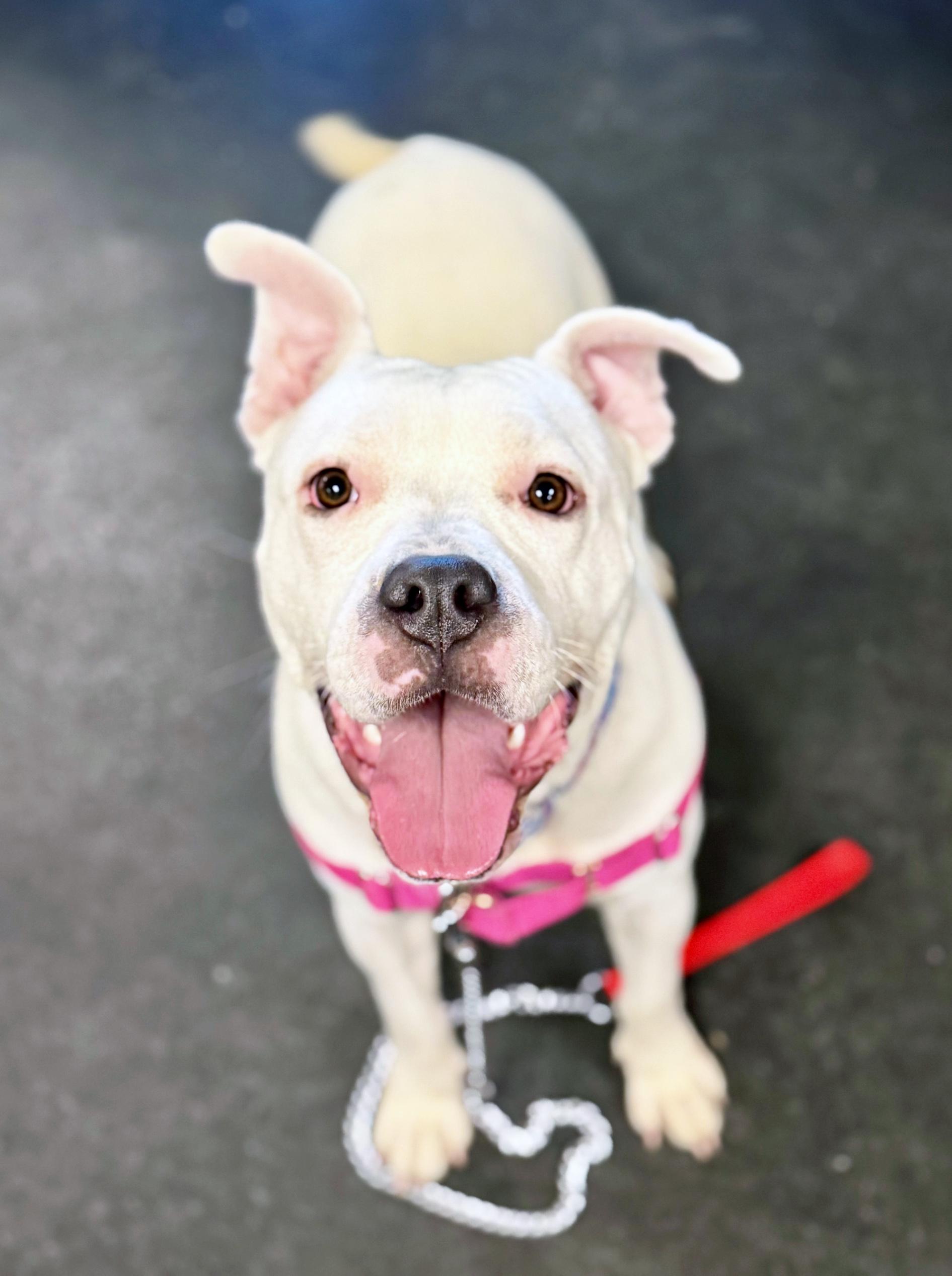 Enlarge Snowy-So wiggly & friendly!, a ADOPTABLE mixed breed in Oshkosh, WI image 2/6