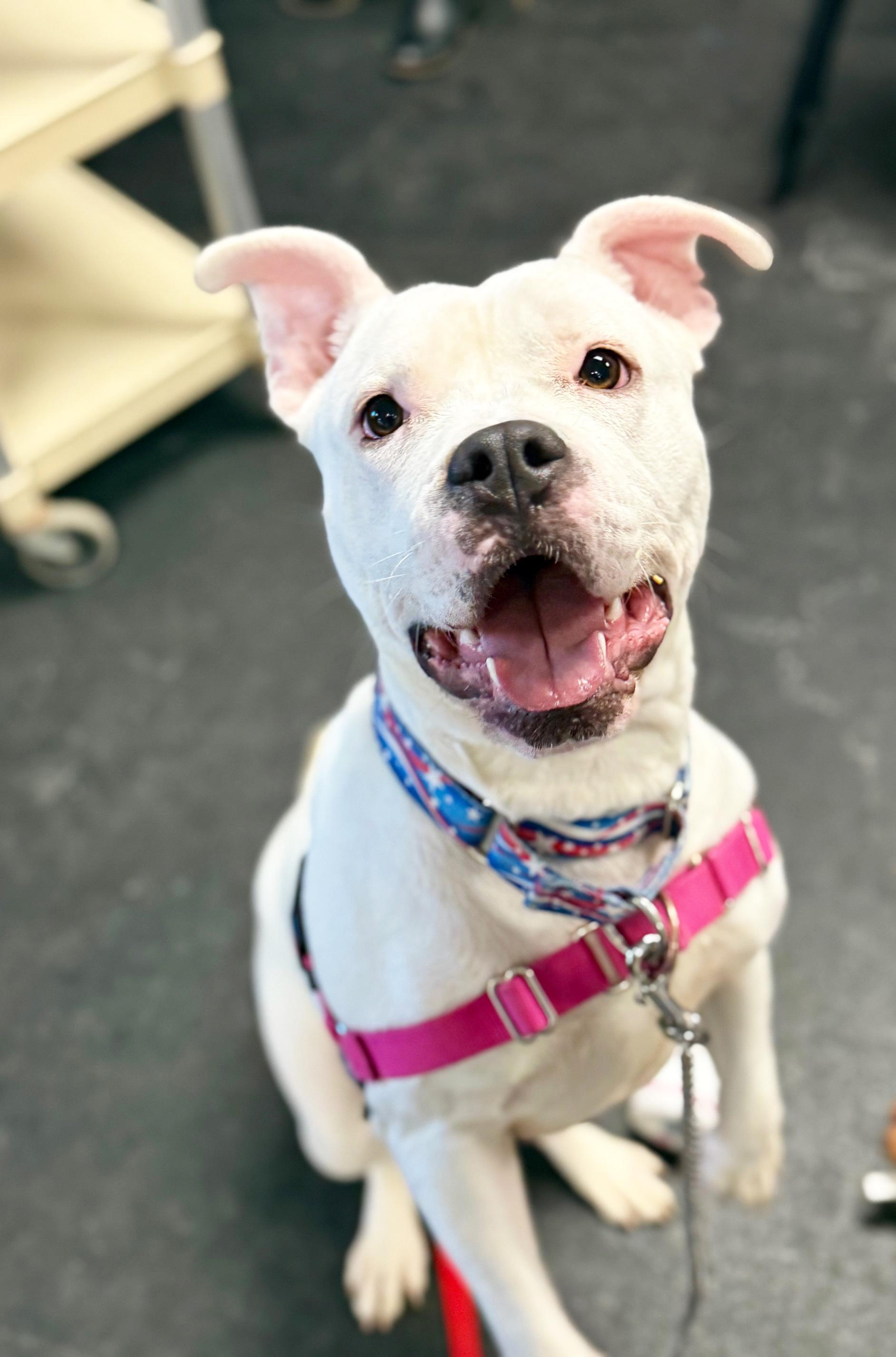 Enlarge Snowy-So wiggly & friendly!, a ADOPTABLE mixed breed in Oshkosh, WI image 6/6