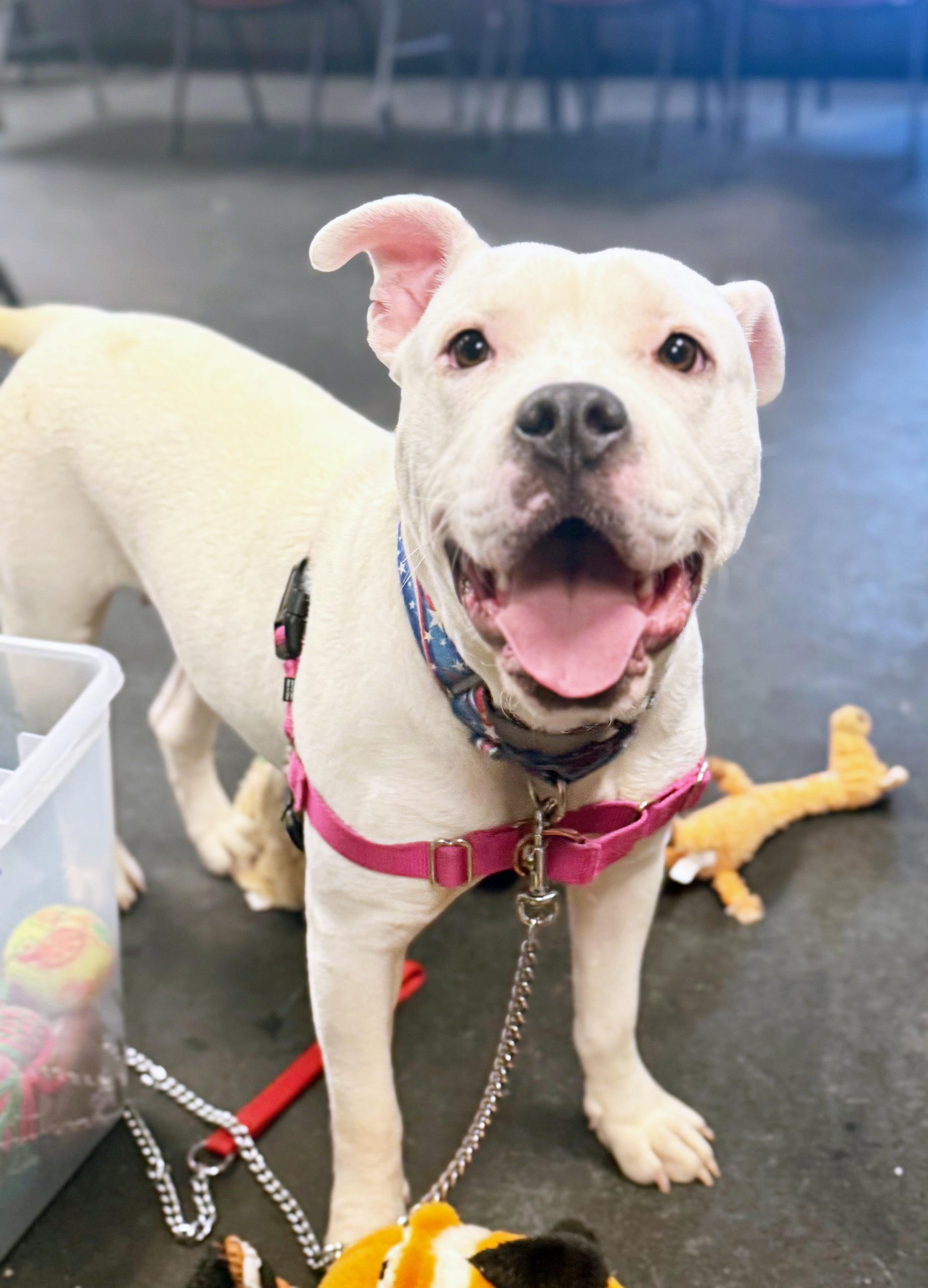 Enlarge Snowy-So wiggly & friendly!, a ADOPTABLE mixed breed in Oshkosh, WI image 5/6