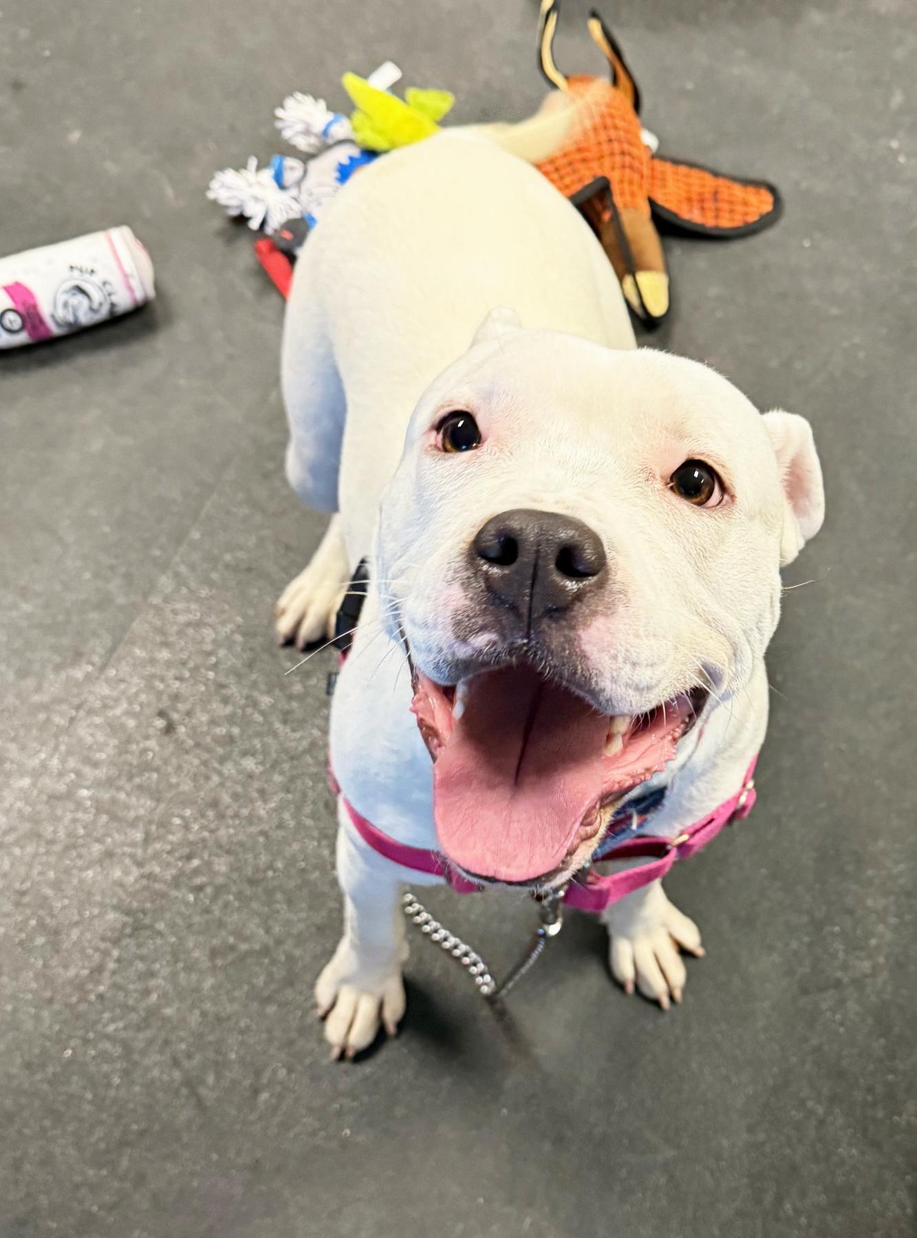 Enlarge Snowy-So wiggly & friendly!, a ADOPTABLE mixed breed in Oshkosh, WI image 4/6