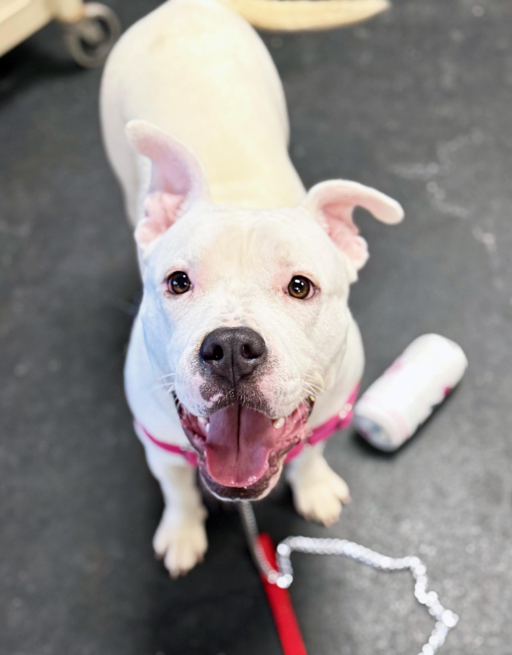 Enlarge Snowy-So wiggly & friendly!, a ADOPTABLE mixed breed in Oshkosh, WI image 3/6