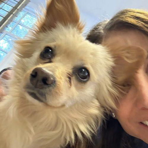 Coconut, Adoptable, Adult Male Terrier & Mixed Breed.