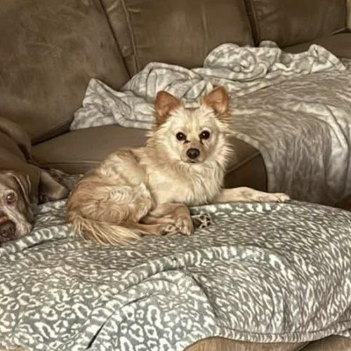 Enlarge Coconut, a Adoptable mixed breed in Verona, NJ image 3/3