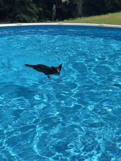 Enlarge Libby, a Adopted Border Collie in Gloucester, VA image 2/6