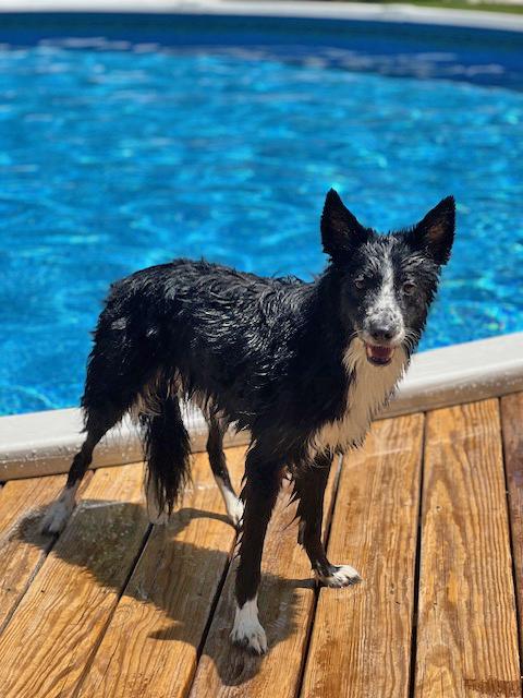 Enlarge Libby, a Adopted Border Collie in Gloucester, VA image 3/6