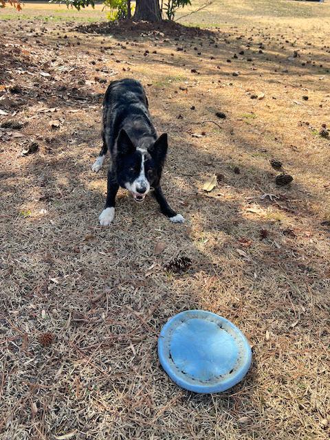 Enlarge Libby, a Adopted Border Collie in Gloucester, VA image 4/6