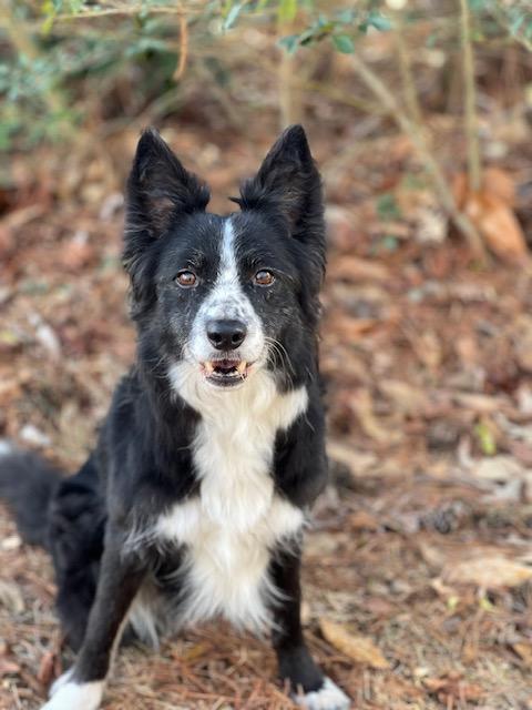 Enlarge Libby, a Adopted Border Collie in Gloucester, VA image 5/6