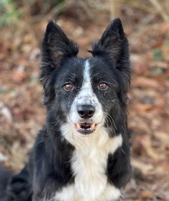 Enlarge Libby, a Adopted Border Collie in Gloucester, VA image 1/6