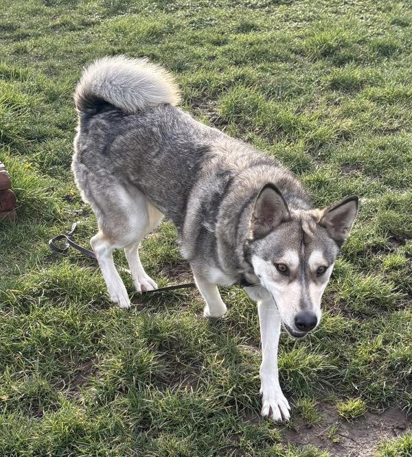 Enlarge Tank, a Adoptable mixed breed in Vancouver, WA image 1/6